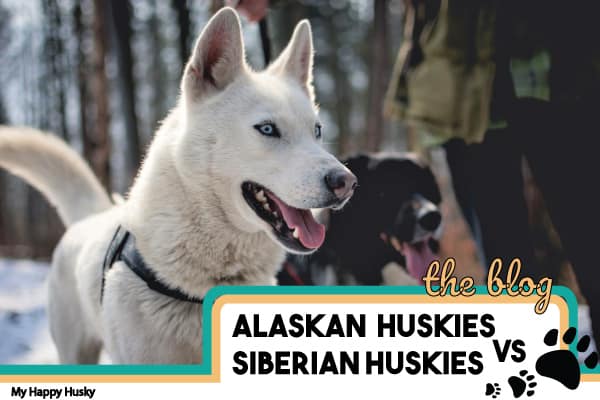 siberian and alaskan husky