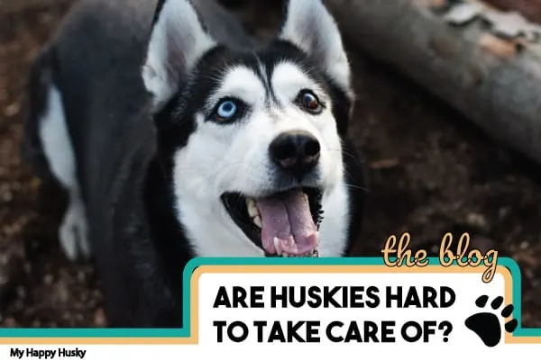 are huskies hard to take care of