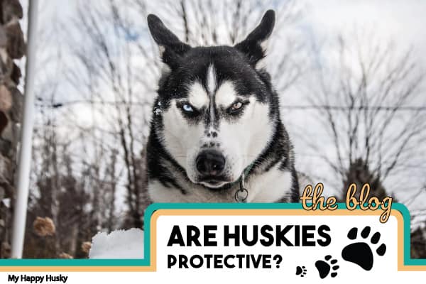 are huskies protective