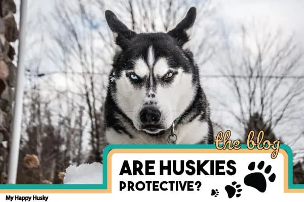 Husky guarding sales