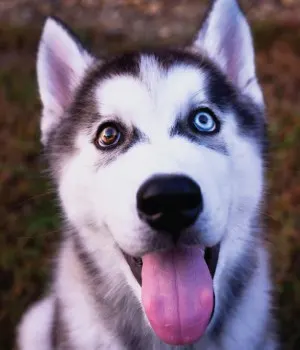 Bi-Colored Husky