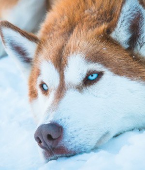 white husky eyes