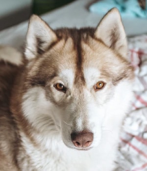 Brown-Eyed Husky