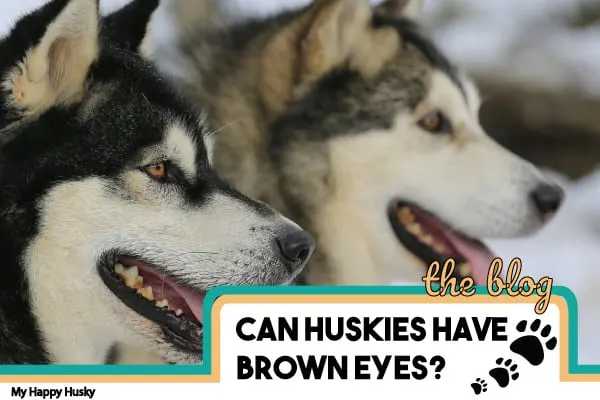 can huskies have brown eyes