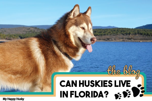 where do siberian huskies live