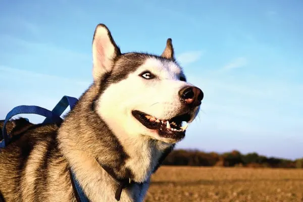 how to keep a husky cool in the heat