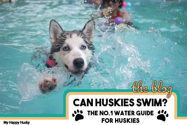 can huskies swim