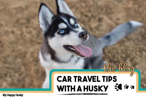 10 Tips For Car Travel With a Siberian Husky: Important!