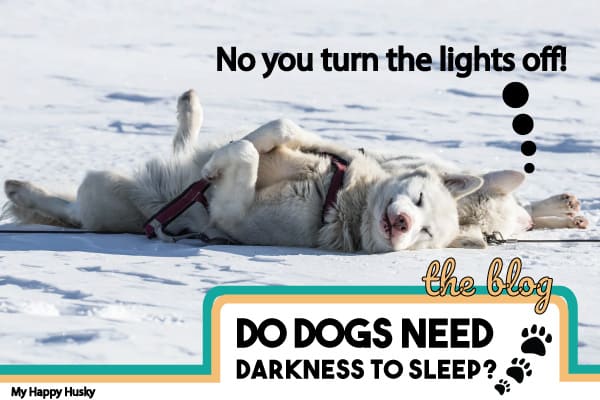 do dogs need darkness to sleep
