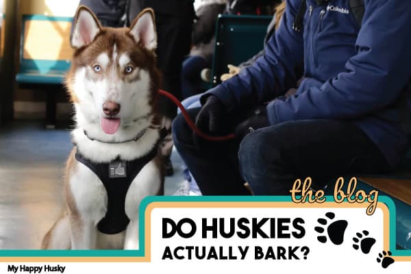 do huskies bark