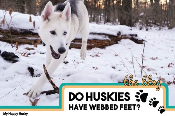 Do Huskies Have Webbed Feet? – My Happy 