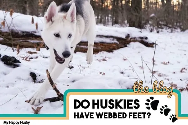 do huskies have webbed feet