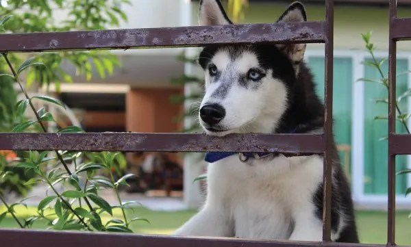Why Your Husky Keeps Jumping The Fence And How To Stop It