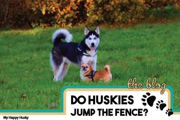 do huskies need a fenced yard