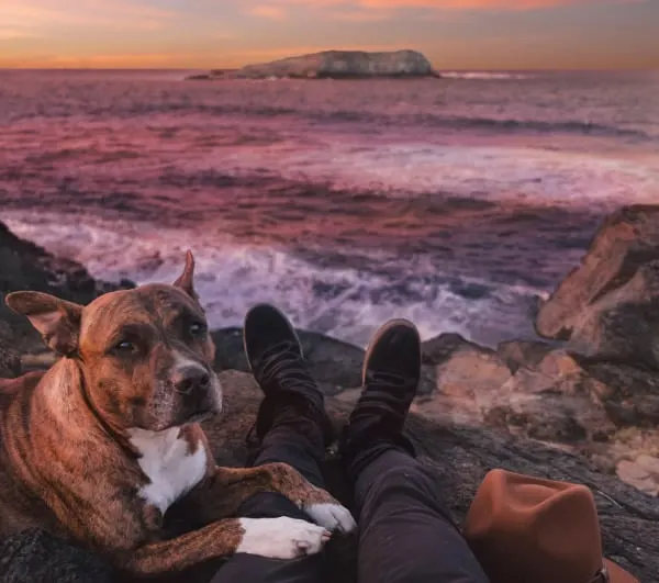 dog laying with owner by feet