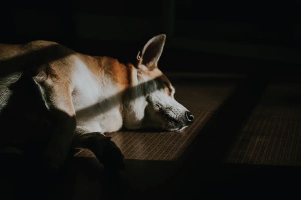 Should You Leave Your Dog in The Dark?