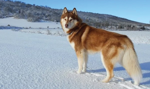 fluffy husky breed