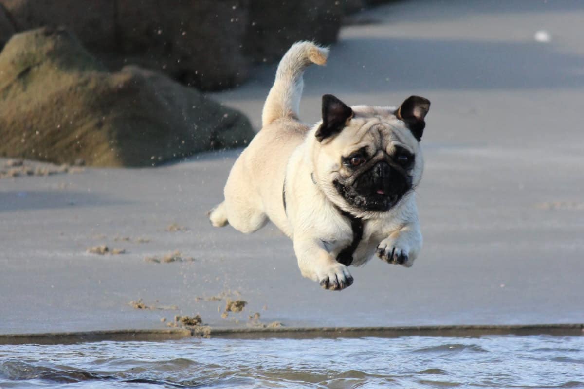 a husky mixed with a pug