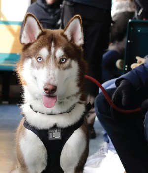 siberian husky green eyes