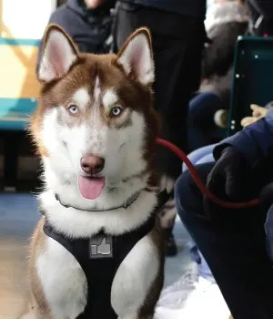 Green-Eyed Husky