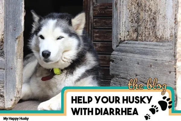 help your husky with diarrhea