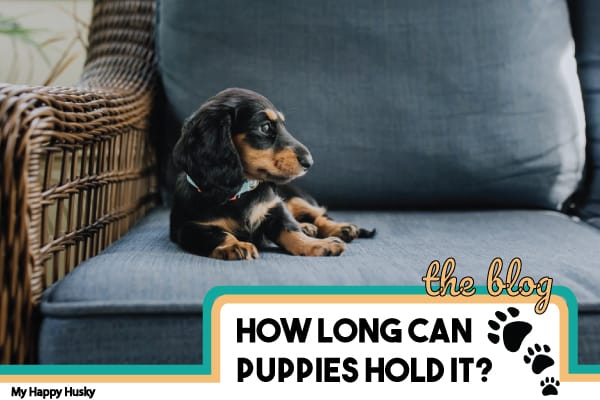 how long can puppies hold it