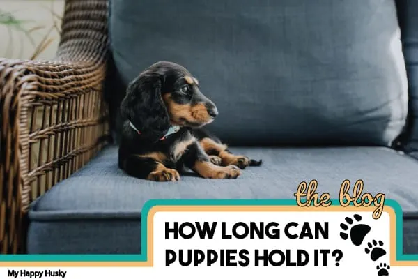 how long can puppies hold it