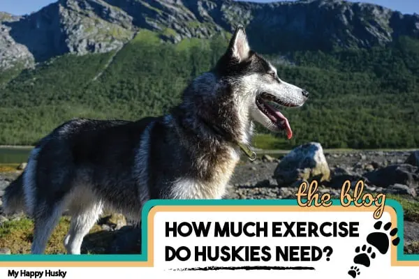 how much exercise do huskies need