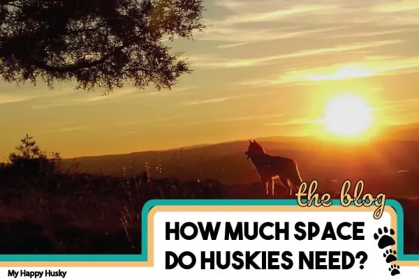 how much space do huskies need