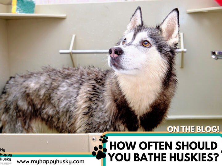 How Often Should You Bathe a Husky? Husky Bathing Tips