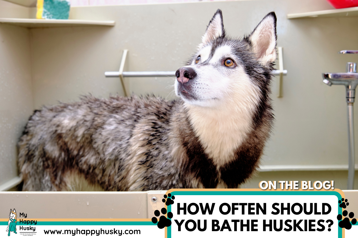 how-often-should-you-bathe-huskies