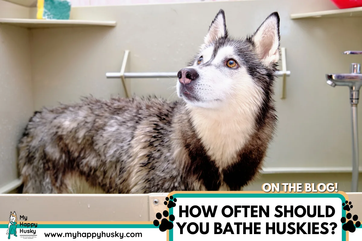 how-often-should-you-bathe-huskies