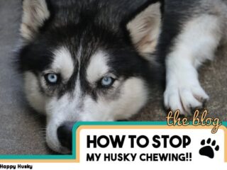 can 5 week old husky be bathed