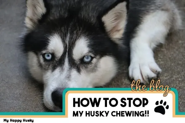 how-to-stop-my-husky-from-chewing-everything
