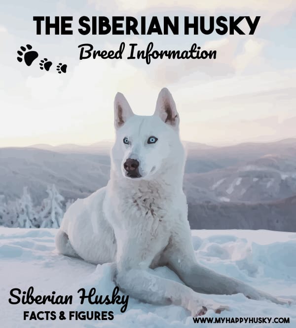 Siberian Husky Breed Info