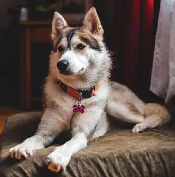 Can Purebred Huskies Have Brown Eyes?