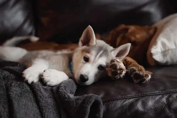 husky puppy