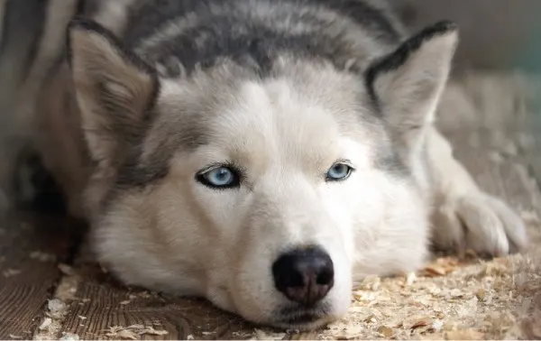 ill husky