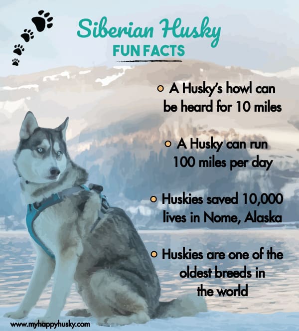 facts about huskies