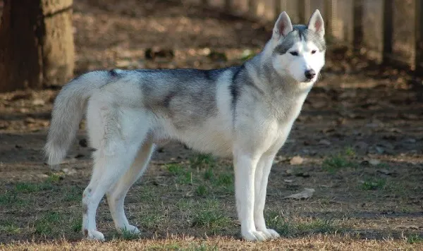 fluffy husky