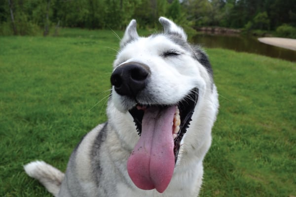 husky in big yard