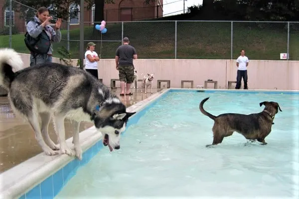why are huskies afraid of water