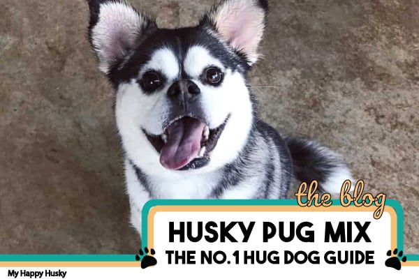 Husky Pug Mix | 4 Reasons to Avoid 