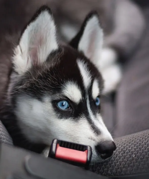 10 Tips to Make Car Travel With Huskies Safe and Easy