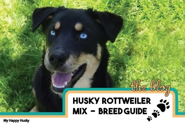 husky-rottweiler-mix-guide