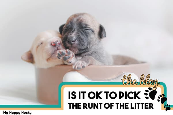 Is It OK To Pick The Runt Of The Litter? Complete FAQ Guide