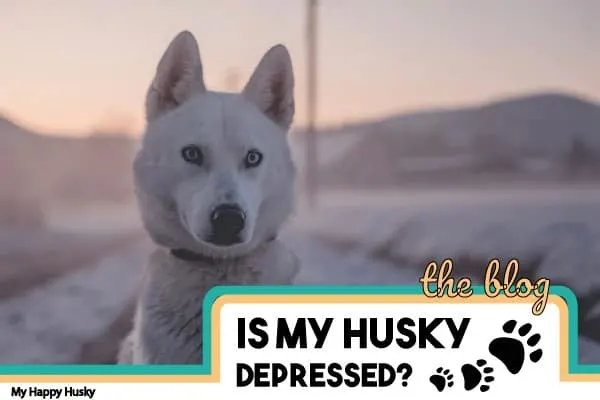 is my husky depressed