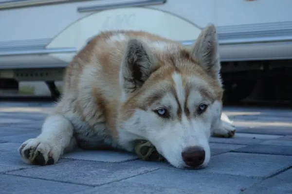 How Long Can a Husky Be left Alone?