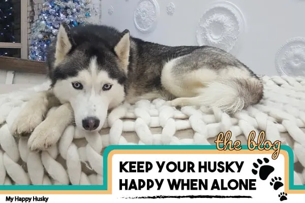 keep husky happy home alone