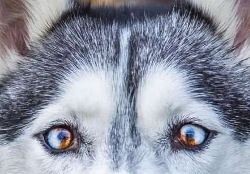 Particolored Husky